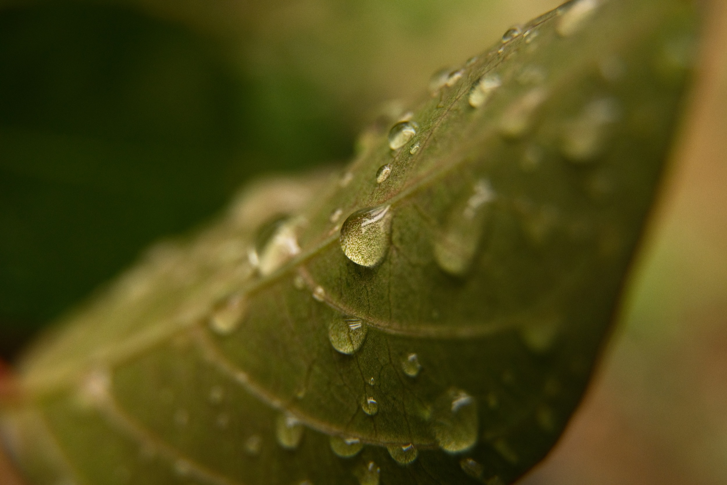 After the Rain