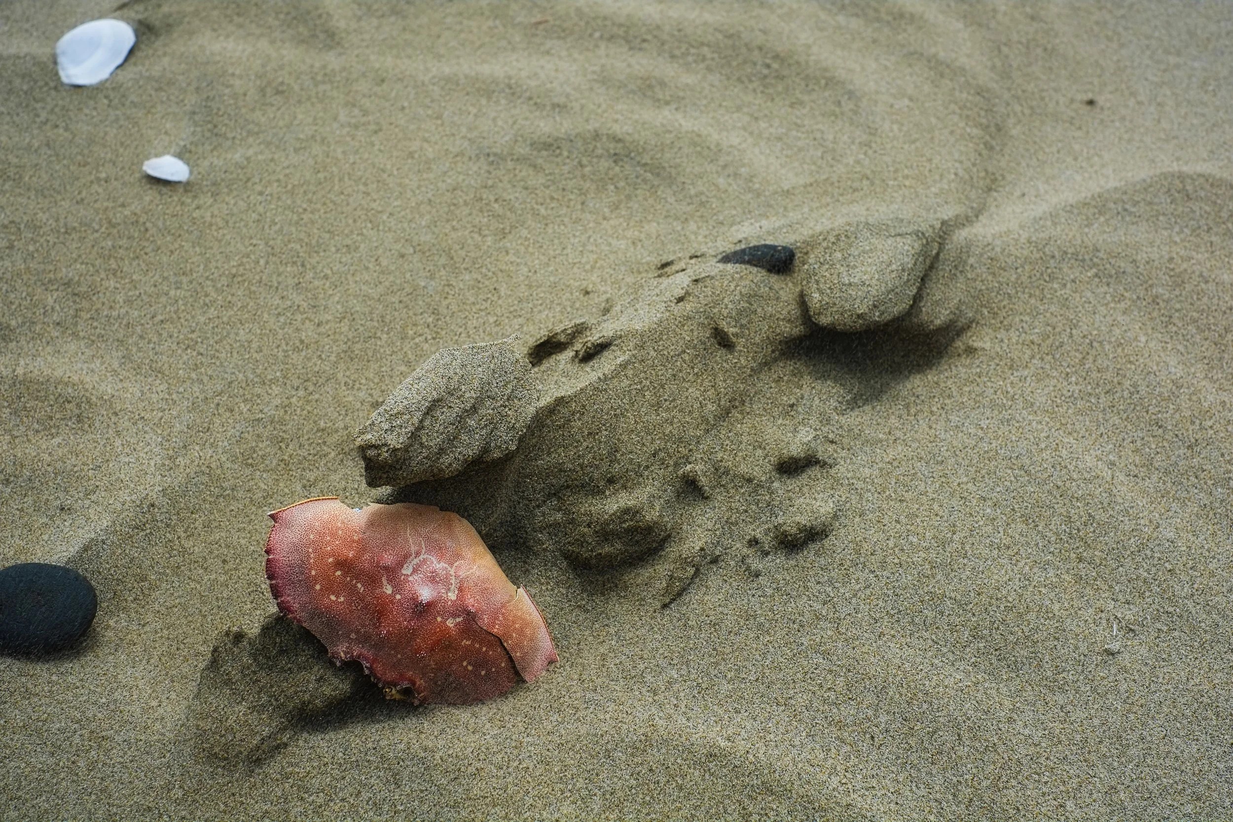 Crab shell on the Beach