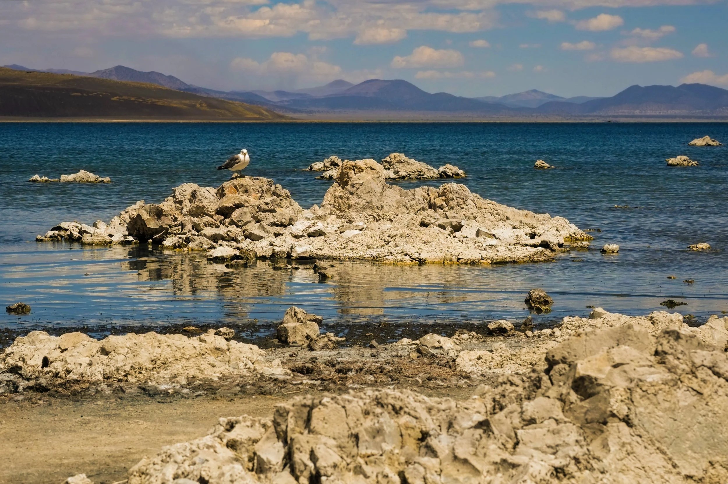 Mono Lake Wildlife