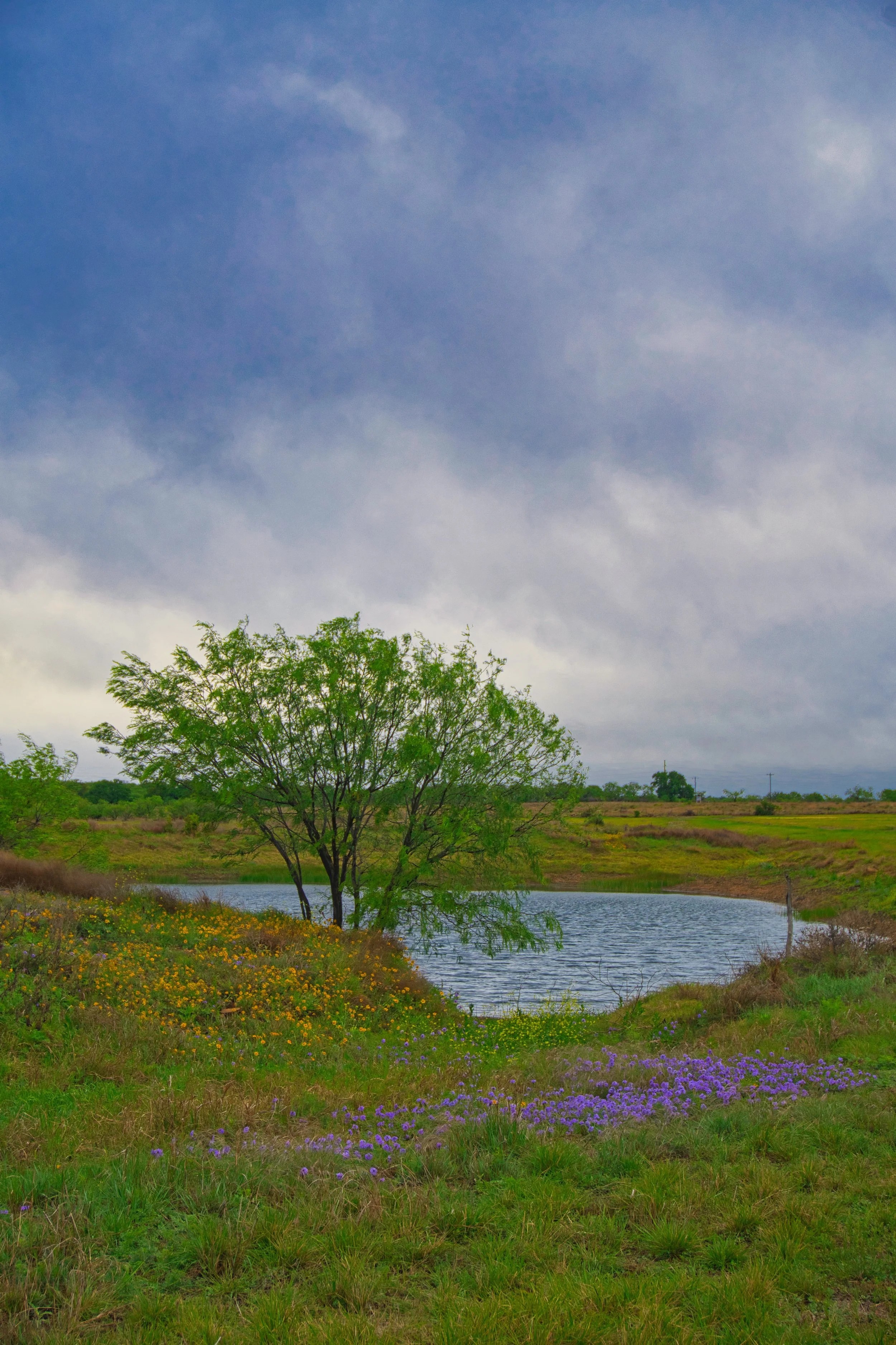 The Pond