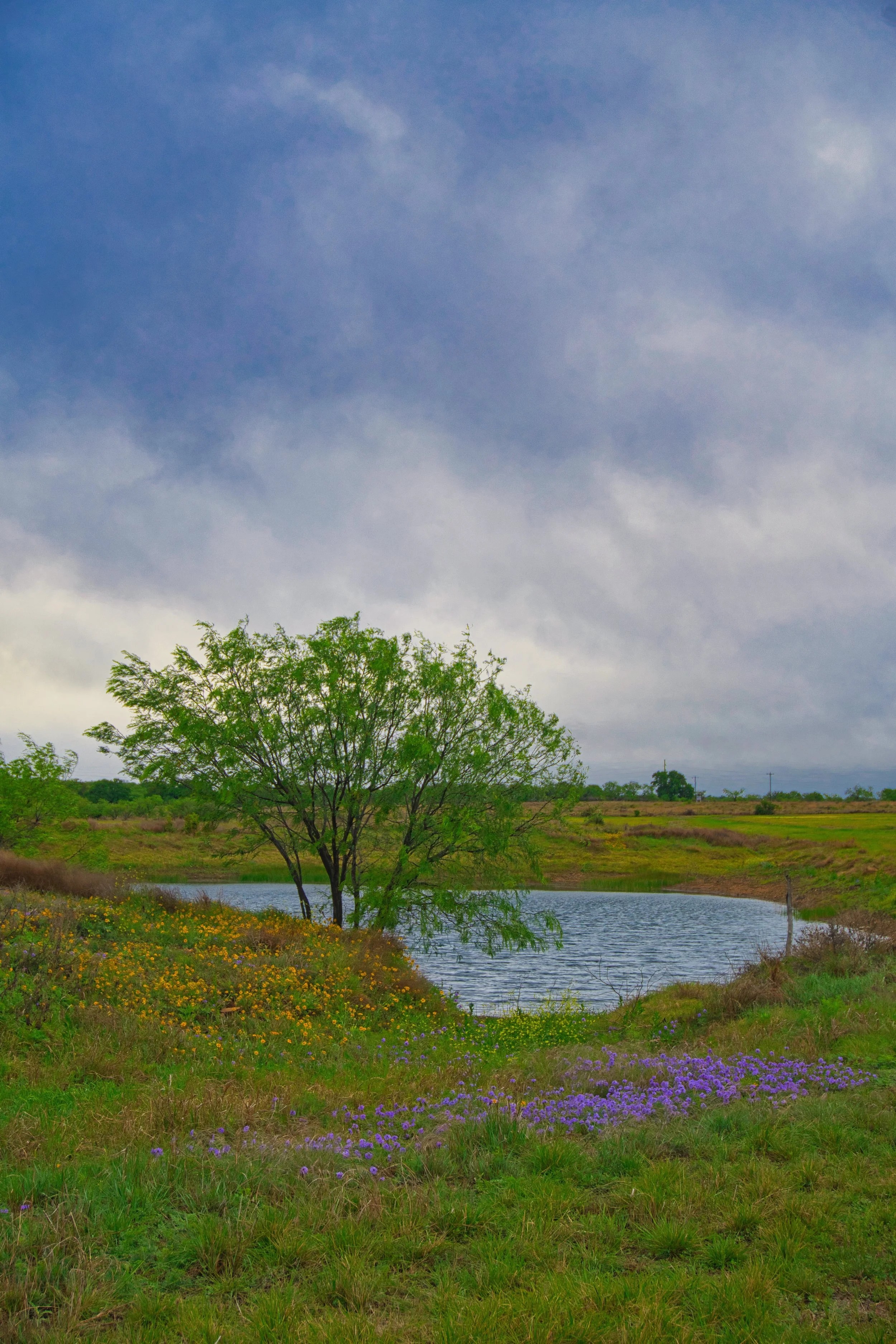The Pond
